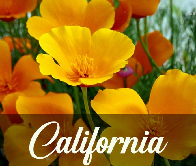 Curso Flores de california